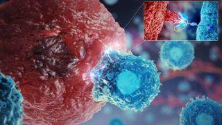 CAR-T cell therapies video cover image: video illustrating how our understanding of the immune system is helping to manipulate T cells to help fight cancer